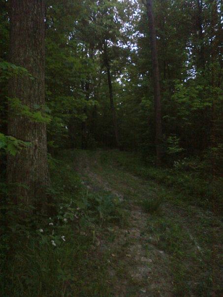 Forest Path